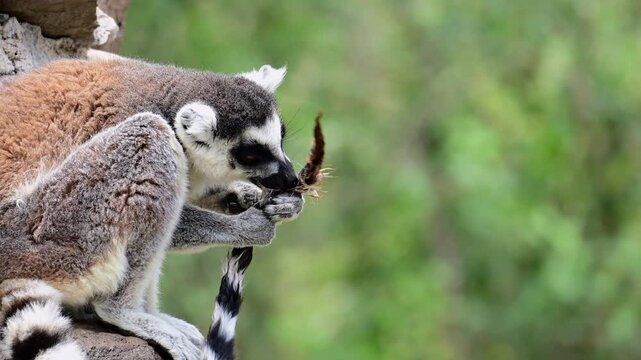 lemur licking its tail while sitting on a log