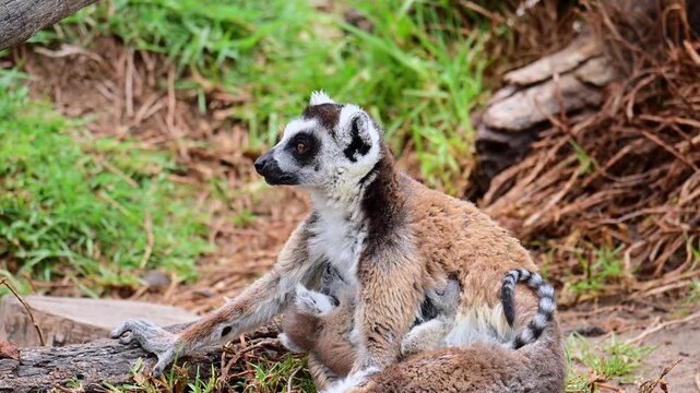 lemur mother breastfeeding her baby lemur.