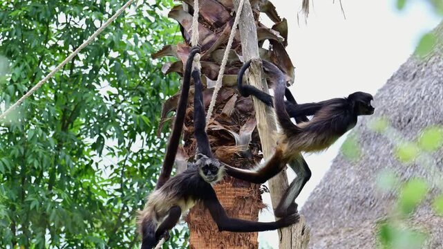 pair of spider monkeys hanging from ropes