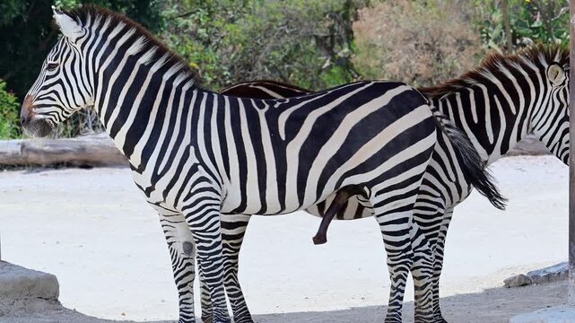 Zebra with erect penis ready to mate