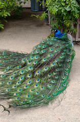 Obraz premium portrait of peacock standing in the park