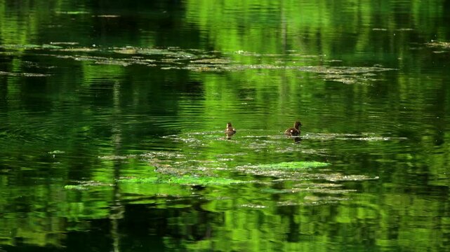 鳥沼公園のカモのヒナ