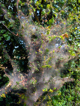 Oak Processionary Moth Web Nest in Hawthorn Shrub in a Tree (Germany)
