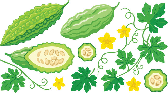 Bitter Melon Botanical Collection with Fresh Bitter Gourd Vine Leaves Flowers and Seeds Illustration
