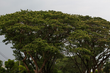 Fototapeta premium Majestic umbrella acacia tree canopy with intricate branches against a cloudy sky