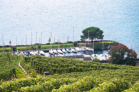 View of the historic Les vignes de Lavaux vineyards overlooking a small marina filled with sailboats on the calm blue waters of Lake Geneva in Bourg-en-Lavaux, Vaud, Switzerland.