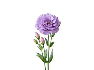 Fototapeta premium Beautiful purple lisianthus flower with two small buds