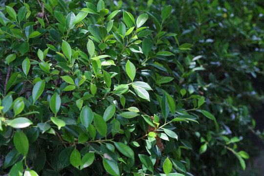 Lush green ficus leaves create a dense natural background with dappled sunlight