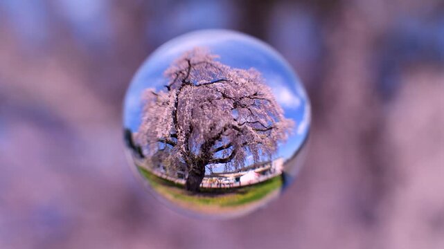 法亀寺のしだれ桜