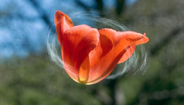 patel of tulip