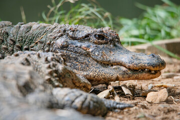 Fototapeta premium Close-ups of crocodiles in various poses