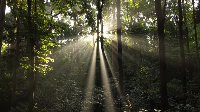 Drone backward revealing shot of morning sunbeams shining through lush green forest trees canopy, cinematic crepuscular sun rays in tropical jungle