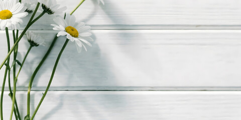 Obraz premium White daisy flowers on white wooden plank background with soft sunlight and shadows.