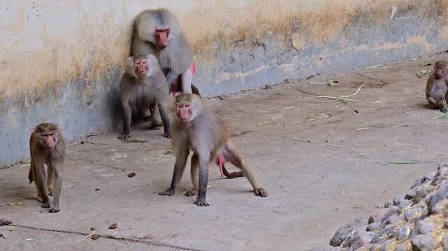 group of baboons in heat
