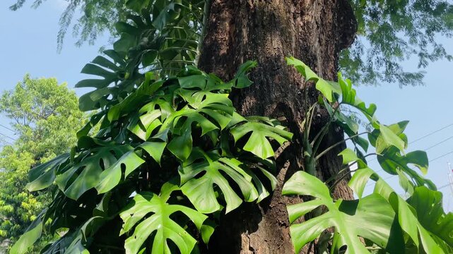 Rhaphidophora tetrasperma climbing on a tree with lush green split leaves in a natural tropical garden environment.