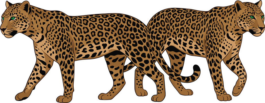 Two leopards walking side view vector illustration isolated backgroundTwo leopards walking side view vector illustration isolated background