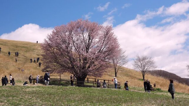 うらかわオバケ桜