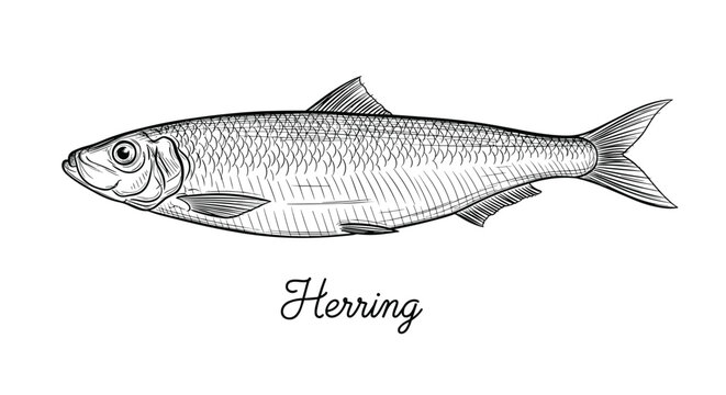Detailed vintage-style engraving of a whole herring fish with scales and fins on a white background with decorative text below.