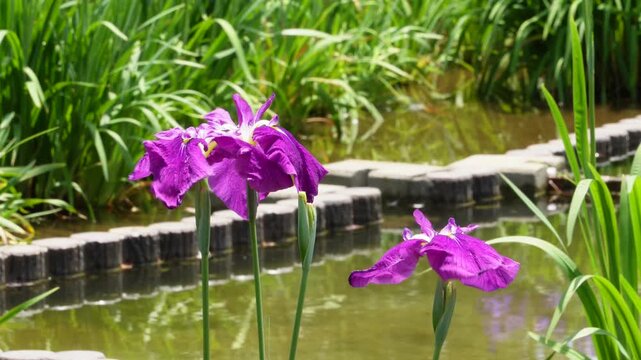水辺の花」の写真素材 | 28,857件の無料イラスト画像 | Adobe Stock