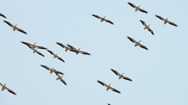 Flock of pelicans circling around in the sky in slow motion.