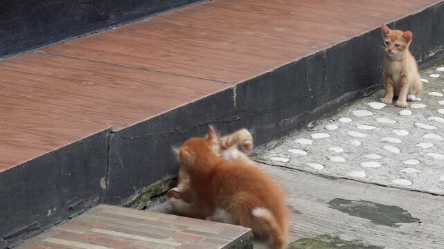 Three young orange tabby cats play fighting on concrete yard during the daytime.