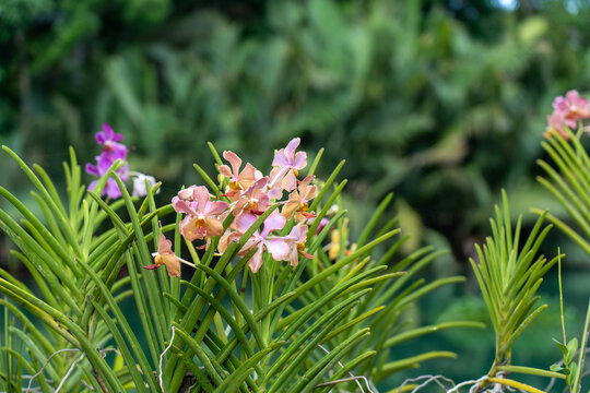 Pastel Vanda Orchids Close Up