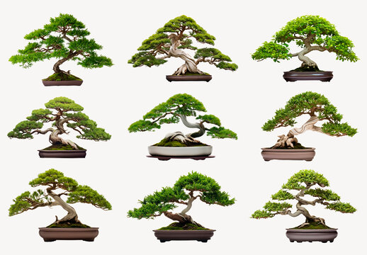 Nine Diverse Bonsai Tree Styles Element Design Collection