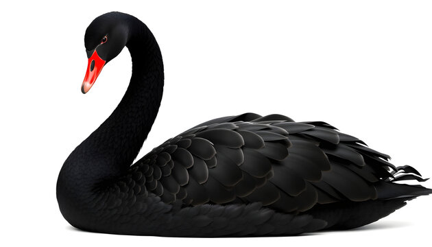 A side profile shot of an elegant black swan resting gracefully, showcasing its deep black ruffled feathers, arched S-shaped neck, and a striking, vibrant red beak, isolated against a solid white back