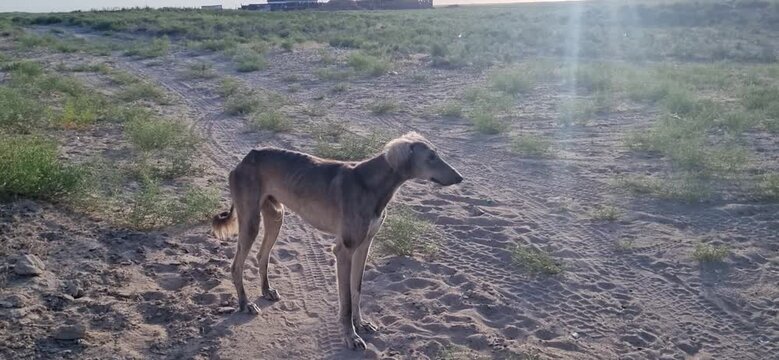 Kazakh Tazy Dog Walking Near a Rural House in the Steppe