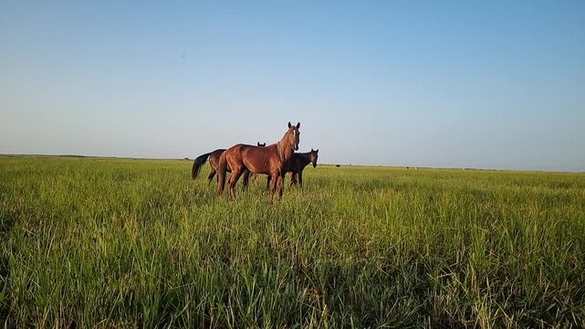 Slow Motion Horse Grazing on a Green Meadow