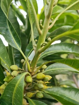 Pouteria campechiana tree, commonly known in English as the Canistel or Eggfruit.