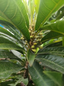 Pouteria campechiana tree, commonly known in English as the Canistel or Eggfruit.