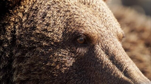 Closeup of a pigs face.