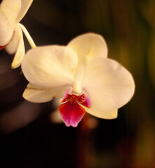 Fototapeta premium orchid on black