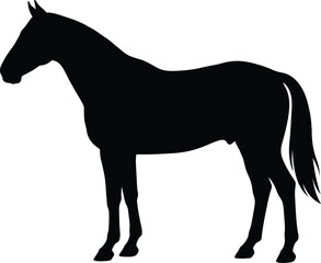 Obraz premium Black horse silhouette standing strong