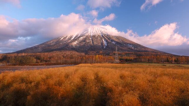 アスパラ畑と羊蹄山の朝