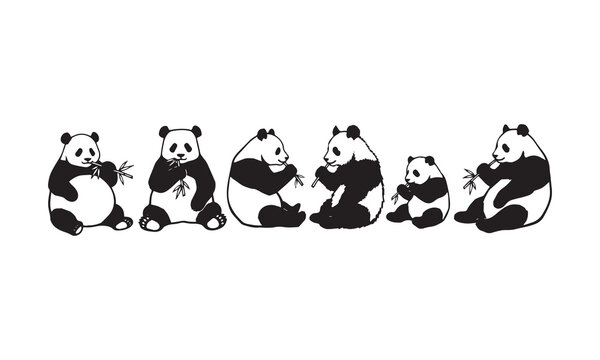 Group of cute panda bears eating bamboo stalks isolated on a white background design.