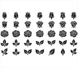 Fototapeta premium Elegant Rose Blossom Collection