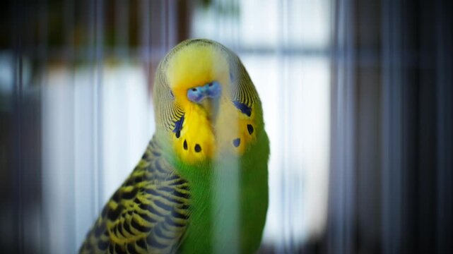 Extreme close-up of a green and yellow male budgie parakeet with a blue cere vocalizing and chirping inside a cage with original natural audio