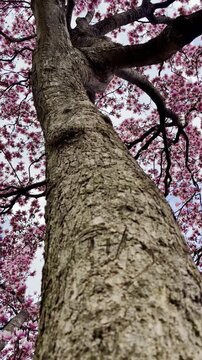 Magnolias in Full bloom at Patterson Park