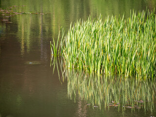 Obraz premium Green reeds reflected on the calm surface of a pond. Aquatic vegetation in a natural wetland habitat creating a peaceful waterside landscape.