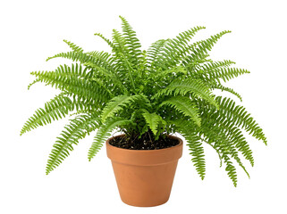 Obraz premium Boston fern plant with vibrant green fronds in brown terracotta pot houseplant, isolated on transparent background