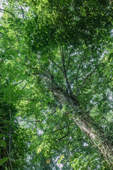 Fototapeta premium Low angle view of a tall tropical tree wrapped in vines beneath a luminous green canopy, suited to height, growth, perspective, ecology, climate, and wilderness