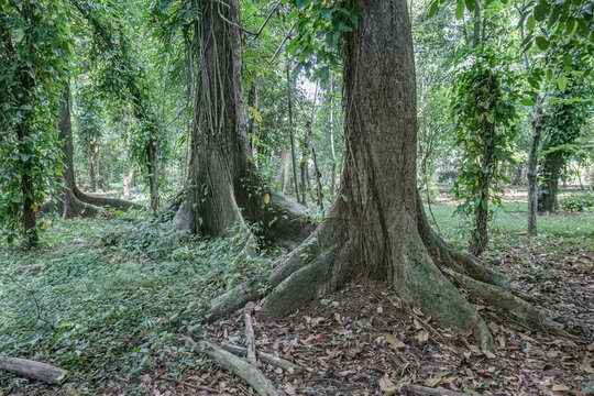 Wide view of multiple mature trees with dramatic buttress roots in a tropical habitat, suitable for biodiversity, conservation, forestry, wilderness, and ecology projects