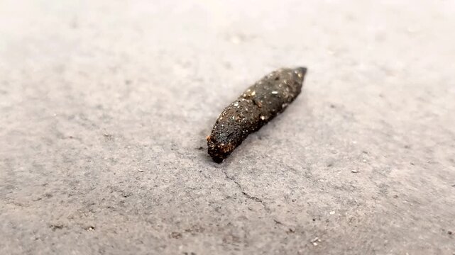 Rat droppings. rat droppings can cause various diseases
