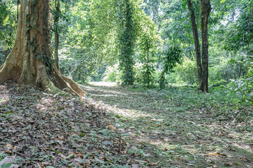 Sunlit rustic stone footpath curving through a green tropical woodland, made for adventure travel, walking tours, heritage tourism and peaceful outdoor lifestyle content. © Joko
