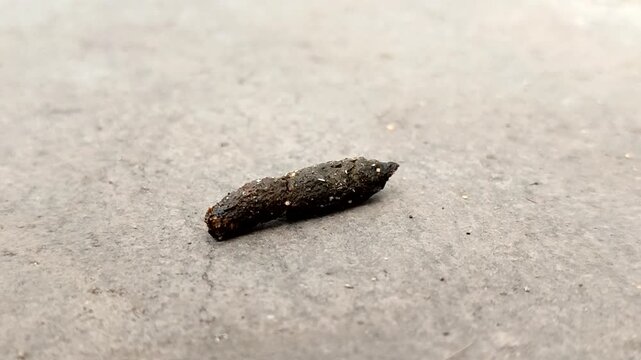 Rat droppings. rat droppings can cause various diseases