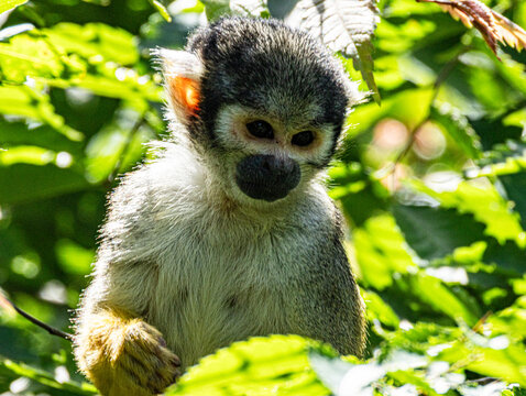 Squirrel monkey perched on branch, alert gaze, natural light