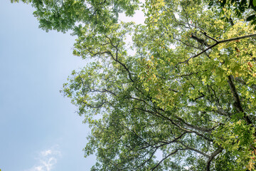 Fototapeta premium Clear blue sky beside sunlit tropical treetops provides generous negative space for advertising, travel, sustainability, weather, and uplifting environmental layouts