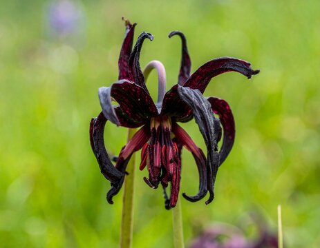 Unique exotic plants display extraordinary shapes, rare adaptations, fascinating textures, and captivating botanical beauty for nature enthusiasts.